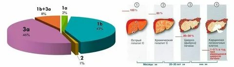 Генотип вируса гепатита b