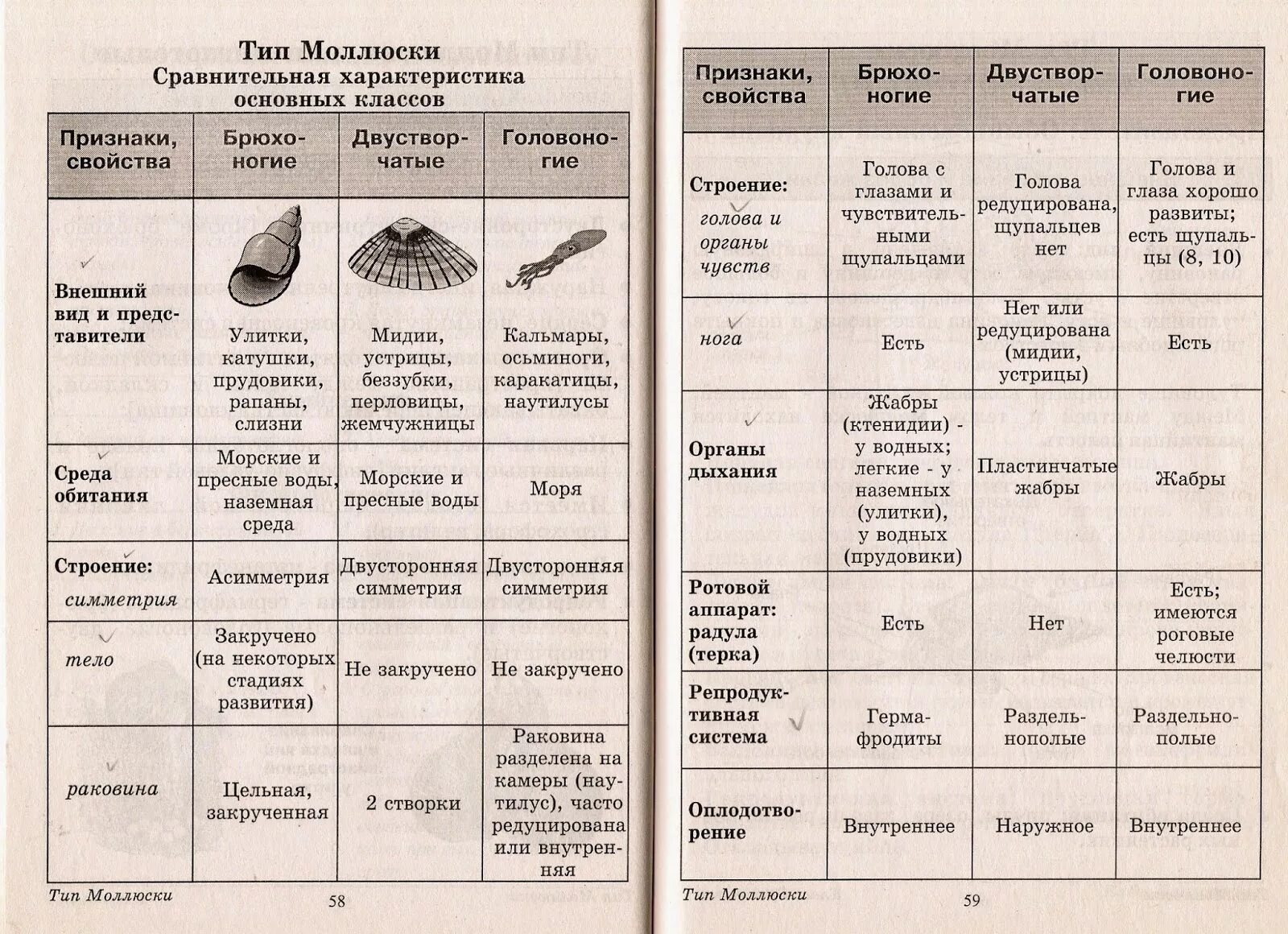 Общая характеристика типа моллюски 7 класс биология таблица. Тип моллюски сравнительная характеристика классов таблица. Общая характеристика моллюсков 7 класс биология таблица. Таблица по биологии 7 класс Тип моллюски общая характеристика.