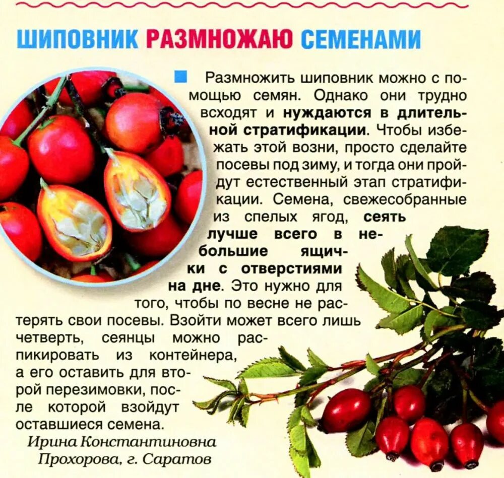 Можно ли давать шиповник детям. Как размножается шиповник. шиповник размножается семенами. черенкование шиповника. вырастить шиповник из семян.