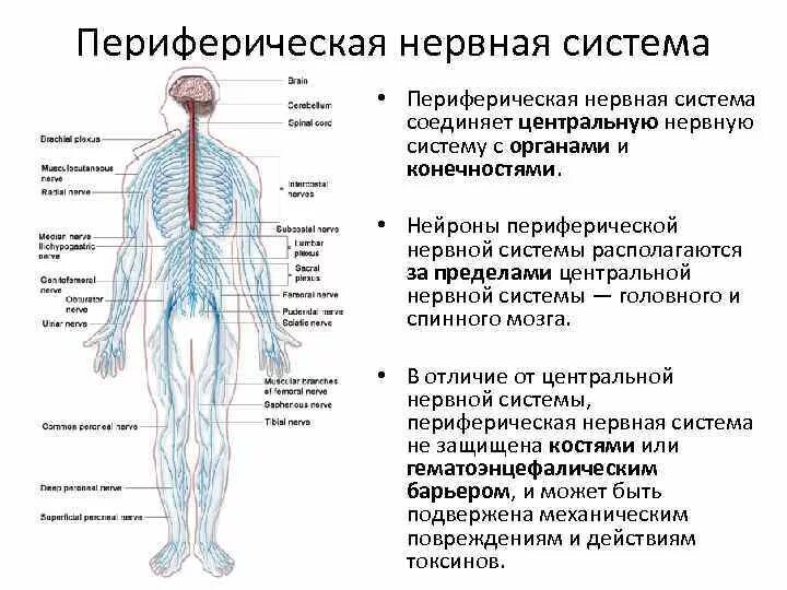 Периферическая нервная система схема строения. Строение нервной системы нервная система ЦНС периферическая. Периферический отдел нервной системы строение. Периферическая НС строение функции. Укажите название органа периферической нервной системы человека