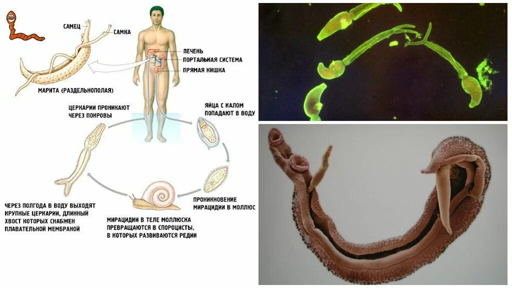Шистосома Мансони жизненный цикл. Шистосома кровяная жизненный цикл. Шистосомы жизненный цикл биология. Schistosoma haematobium цикл развития.