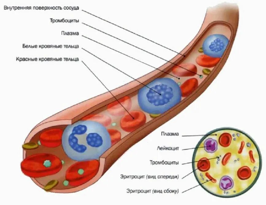 Синдром тельца. Схема строения состава крови. Составляющие крови человека. – Кровь состоит из плазмы и кровяных клеток. Из чего состоит кровь схема.