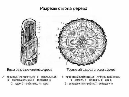 Разрез древесины