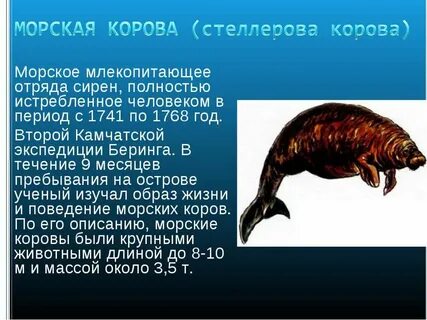 Опиши морских существ с которыми