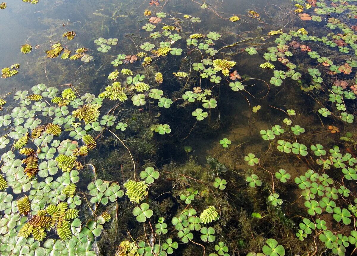 Плавающее болото. Кубышка Элодея. Ряска водные растения. Элодея Ряска.
