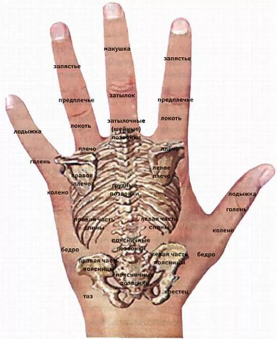 Определить заболевание по рукам. Болезни по ладони. Диагностика по ладони. Болезни по руке человека. Болезни по ладоням рук.