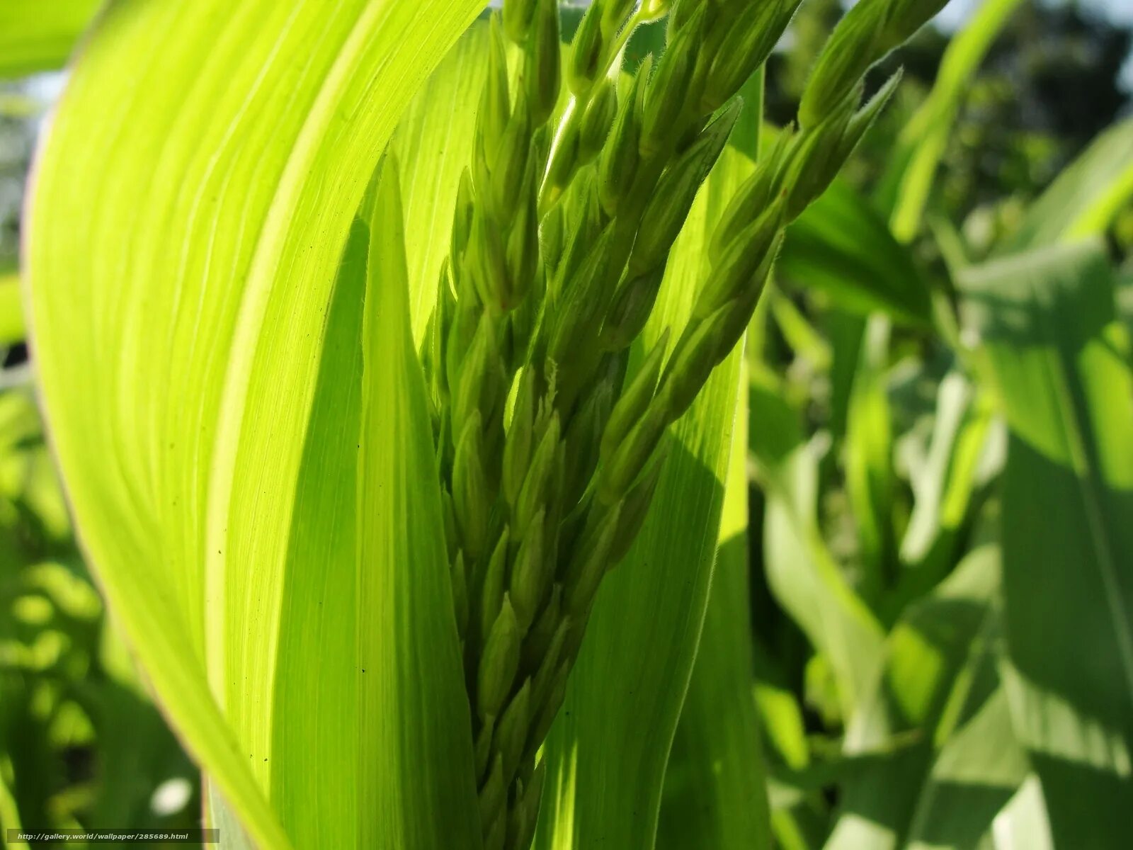 Green ears. Зеленые колоски. Декоративная трава с колосками. Зеленая трава. Колос лук.