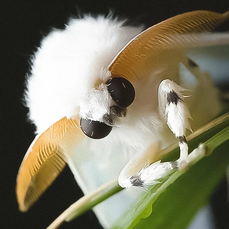 Венесуэльский пуделевый мотылек. Венесуэльский пуделевый мотылек тутовый шелкопряд. Тутовый шелкопряд бабочка. Насекомые тутовый шелкопряд.