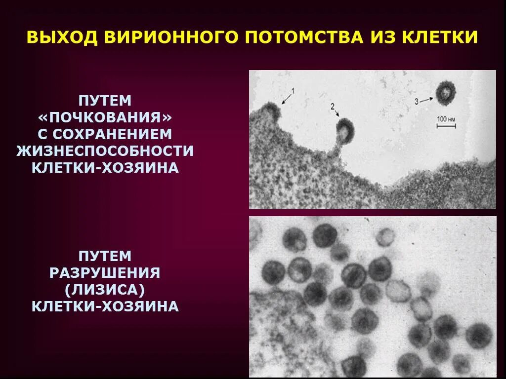 Клетка хозяин