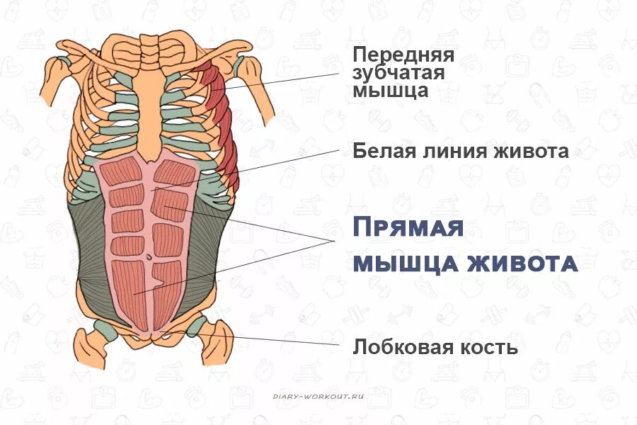 Передняя прямая мышца живота. Прямая мышца живота. Прямая мышца живота анатомия. Крепление прямой мышцы живота. Мышцы живота прямая мышца живота.