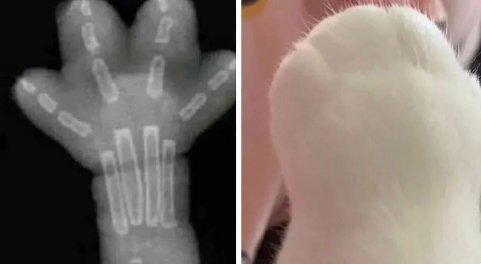 Плохая лапка. Рентгеновский снимок лапы кота. Снимок кошачьей лапы рентген.