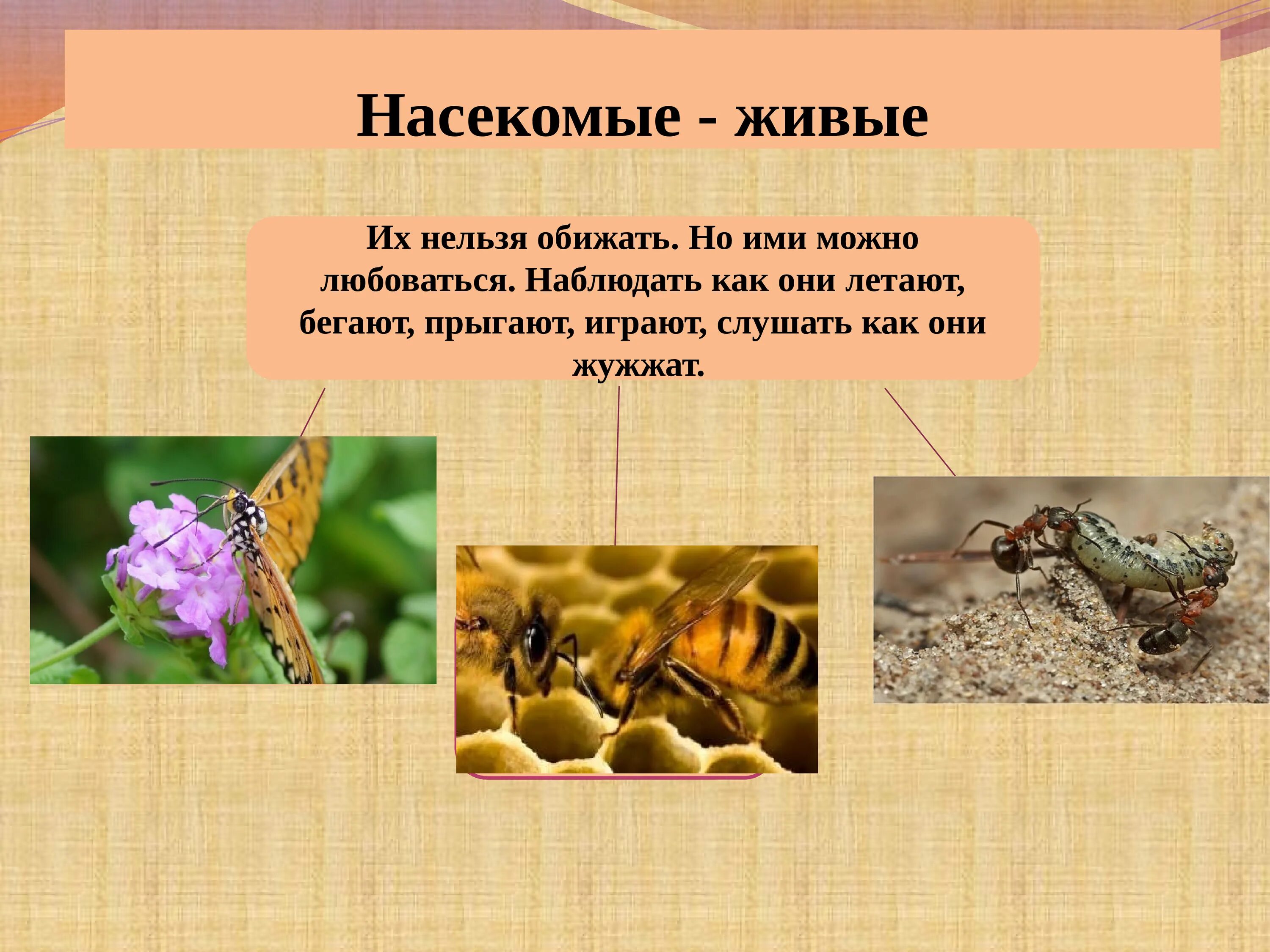 Как называется человек который изучает насекомых. Насекомые презентация. презентация на тему насекомые. презентация мир насекомых. экология насекомых презентация.