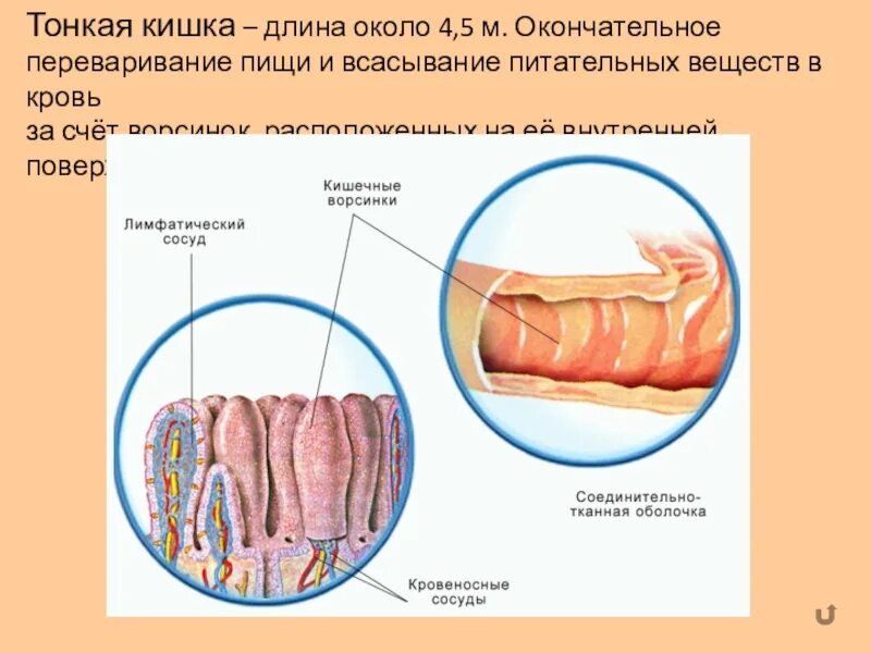 Сколько длина кишечника
