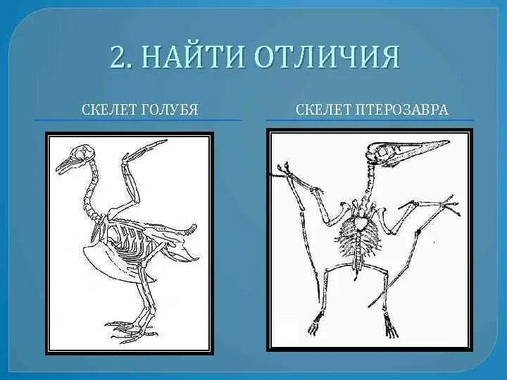 Чем отличается скелет птиц от пресмыкающихся. Отличие скелета птиц. Вывод скелет птицы. Особенности скелета птиц. Особенности строения скелета птиц.