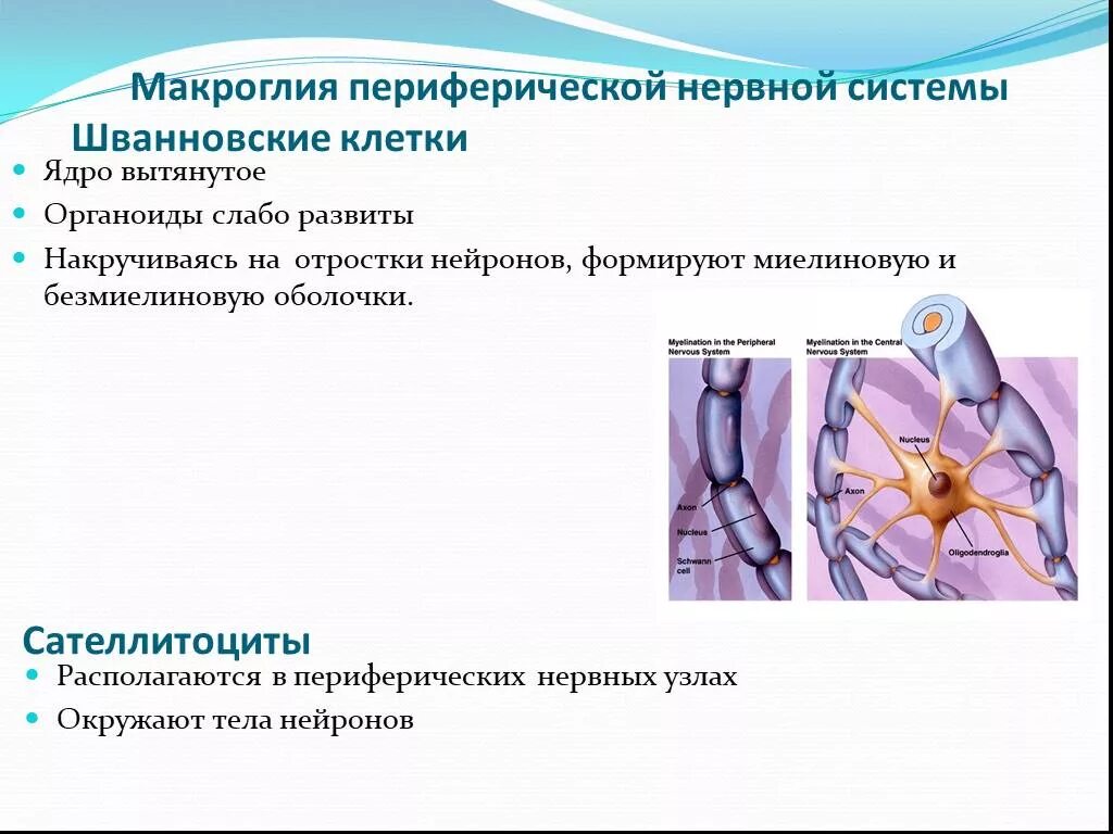 Периферическая нервная система ядра. Нейроглия периферической нервной системы. Глия периферической нервной системы функции. Клетки нейроглии в периферической нервной системе. Нервная ткань макроглия.