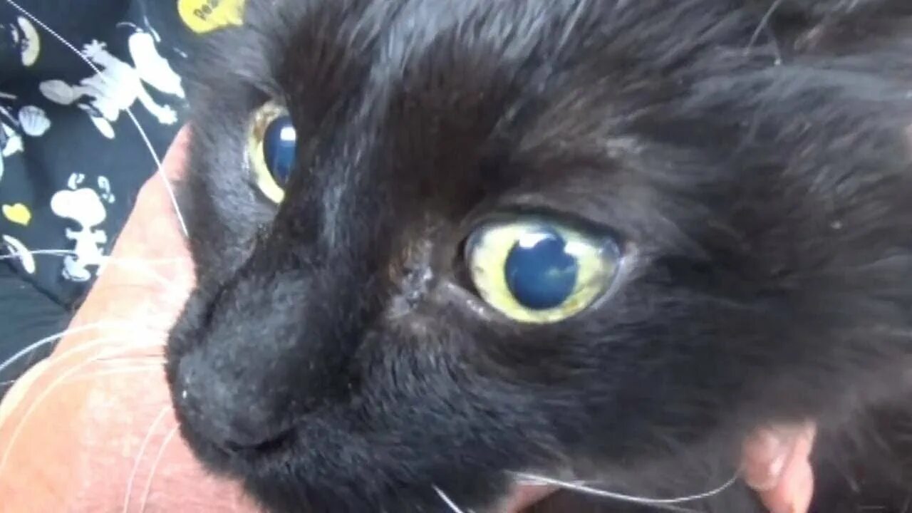 Кот дергается что это. Кот дергается что это