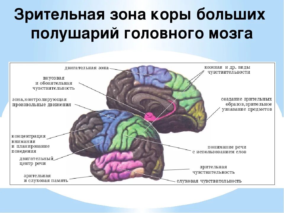 Каковы строение больших полушарий головного мозга. Зрительная зона коры головного мозга. Корковые зоны больших полушарий головного мозга. В коре больших полушарий головного мозга Зрительная зона расположена.