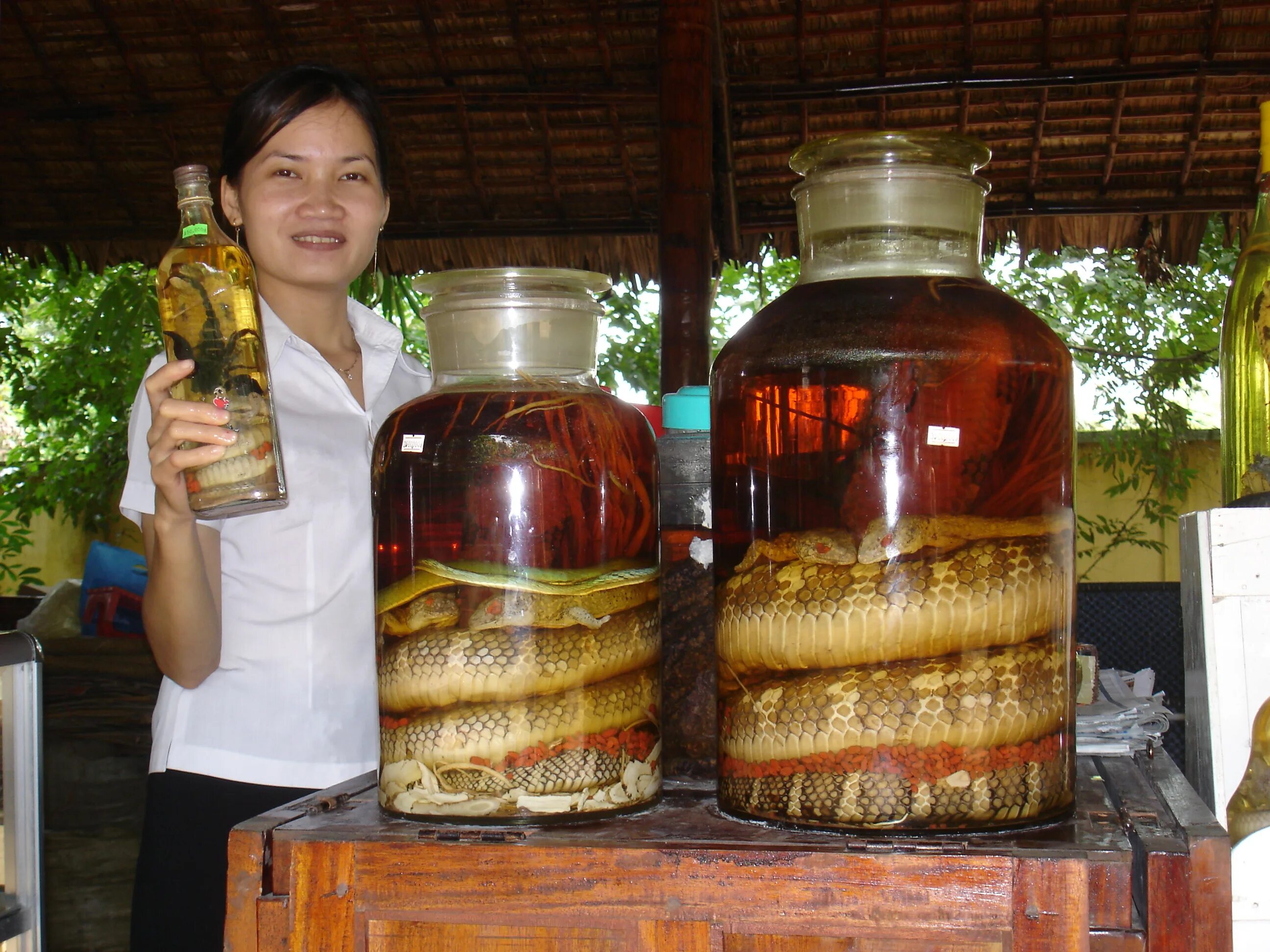 Змеиное вино (Вьетнам). Змеиное вино из Вьетнама. Купить настойка змей