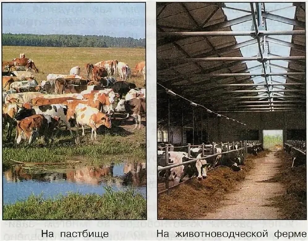 Животноводство плешаков 3 класс тест. Профессии животноводства 3 класс. на животноводческой ферме 3 класс. животноводческая ферма окружающий мир 3 класс. профессии животноводства 3 класс окружающий мир.