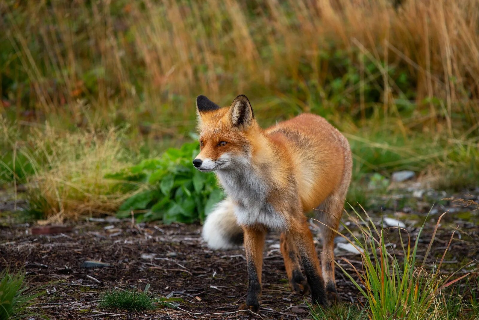 В каком fox. Лиса чернобурка крестовка. Светло рыжая лиса. Осенняя лиса. Довольная лиса.