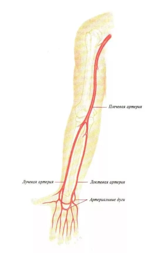 Правая лучевая артерия. Проекционная линия лучевой артерии. Лучевая артерия анатомия схема. Плечевая лучевая и локтевая артерии. Проекционная линия локтевой артерии.