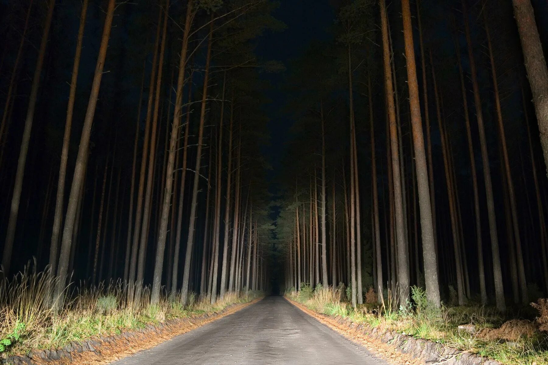 Дорога белела освещенная месяцем. Лестер роуд бесконечная дорога. Дорога в лесу ночью. Лесная дорога ночью. Темная дорога в лесу.