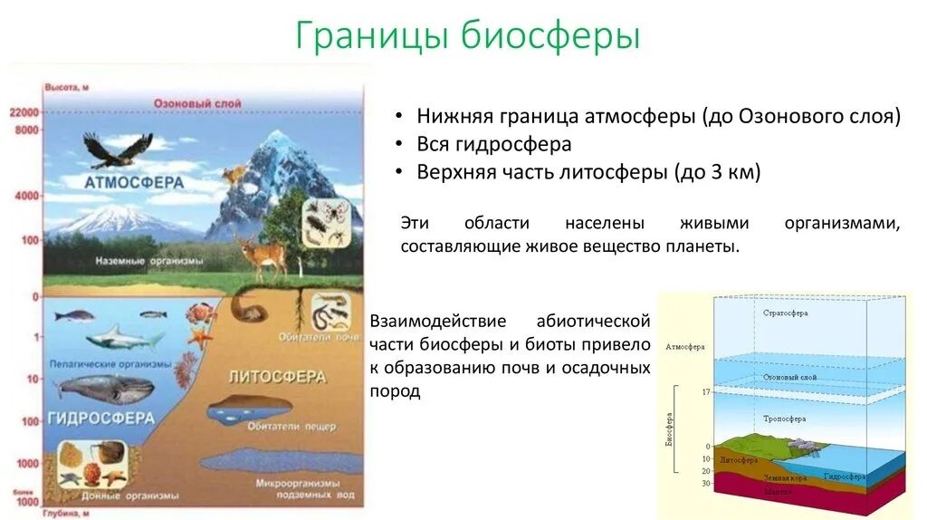 Чем определяются границы распространения живых организмов. Строение биосферы земли. Границы биосферы атмосфера гидросфера литосфера. Биосфера гидросфера атмосфера литосфера схема. Биосфера – оболочка жизни. Границы биосферы.