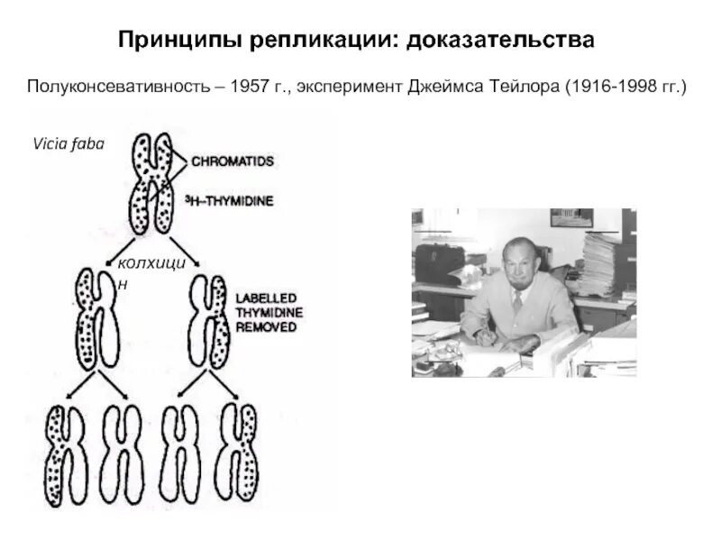 Метод меченых атомов репликация днк. Принципы репликации. эксперимент репликация. опыт джеймса тейлора днк репликация. эксперименты тейлора.
