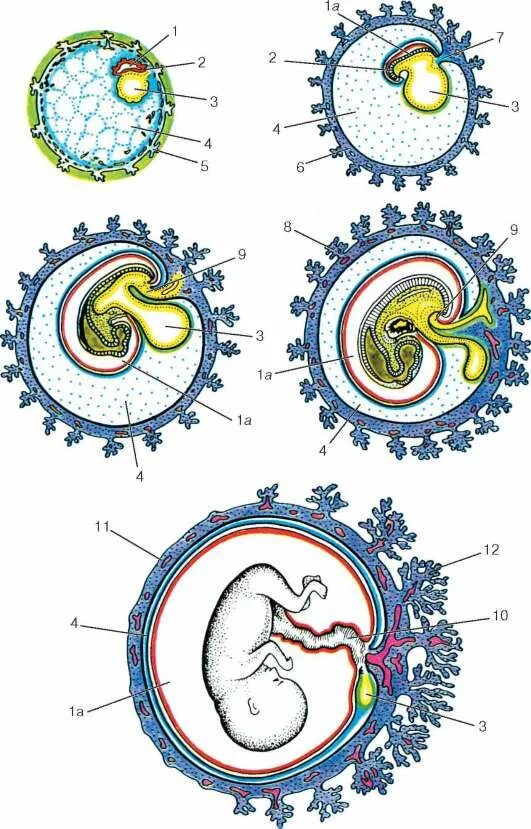 этапы эмбрионального развития зигота. стадии эмбрионального развития характеристика. новый организм развивается из многоклеточного зародыша. эмбриогенез бластула гаструла нейрула. новый организм развивается из многоклеточного зародыша.