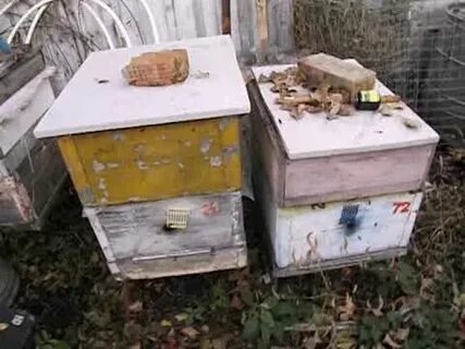 Слет пчел осенью