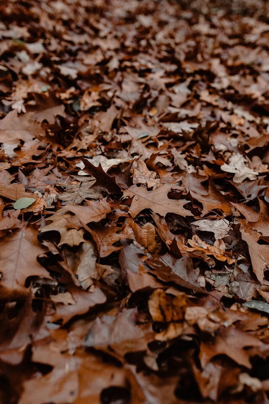 Brown фото. Коричневые листья. Коричневый. Красивый коричневый. Коричневая листва.