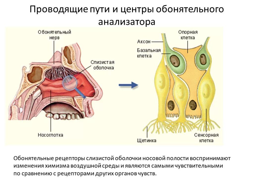 Строение анализатора обоняния схема. Обонятельный анализатор рецептор обонятельный нерв. Рецепторы слизистой оболочки носа. Обонятельный нерв анатомия. Орган обоняния анатомия строение.
