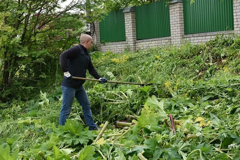 Как скосить борщевик. Мульчирование борщевика. покос борщевика. скашивание борщевика.