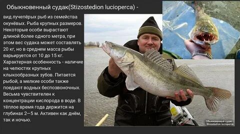 Судак размеры