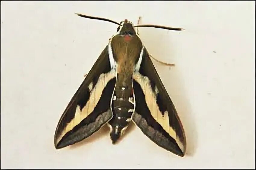 Бражник подмаренниковый. Бражник подмаренниковый красная книга. Бражник подмаренниковый красная книга. Бражник подмаренниковый гусеница. Бражник подмаренниковый бабочка.