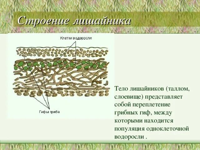 Функции водорослей в лишайнике. Строение таллома лишайника. Схема строения лишайника. Внутреннее строение лишайника. Строение слоевища лишайника.