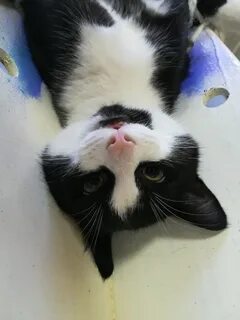 Кот под наркозом