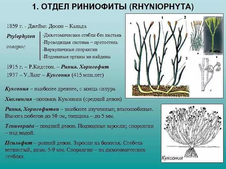 Псилофиты и риниофиты строение. Риниофиты споровые растения. Споры риниофитов. Теломы риниофитов.