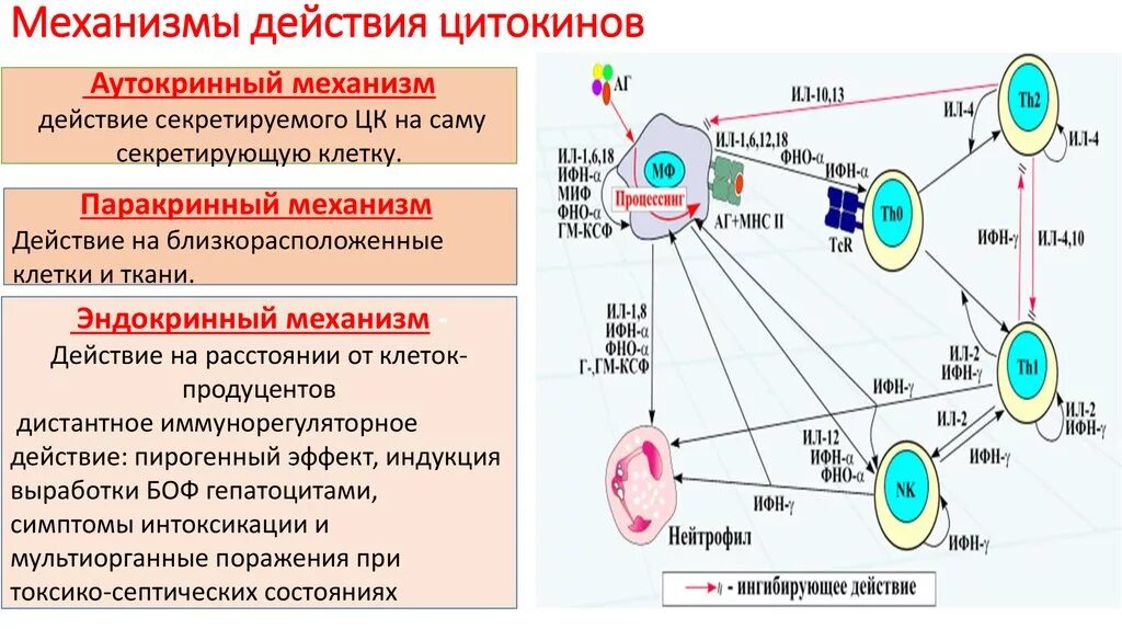 Механизмы взаимодействия цитокинов. Схема цитокиновой регуляции иммунного ответа. Механизм клеточного иммунного ответа иммунология. Механизм взаимодействия иммунокомпетентных клеток. Регуляторные т лимфоциты