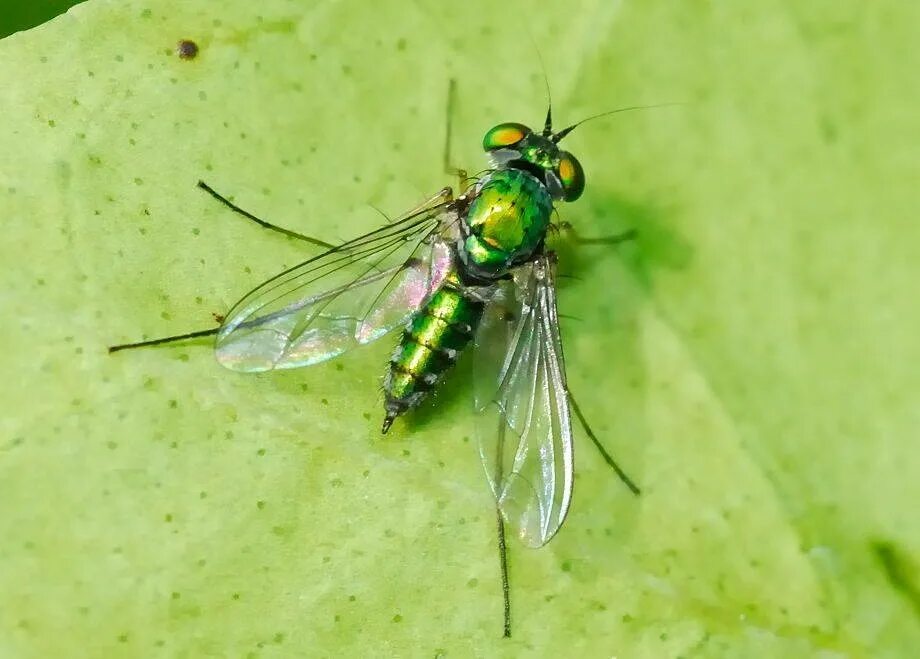 Fly green. Муха (насекомое) Двукрылые. Зеленая падальная Муха. Муха навозная зеленая. Муха падальщица.