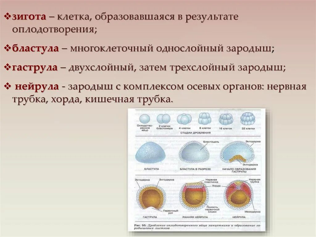 3 признаки зиготы. Бластула многоклеточный зародыш. Зигота. Функции зиготы. Зигота термин.