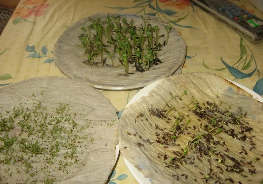 Можно ли проращивать семена. Семена на туалетной бумаге. Посев семян на туалетную бумагу. Пророщенные семена на салфетки. Прорастить семена в туалетной бумаге.