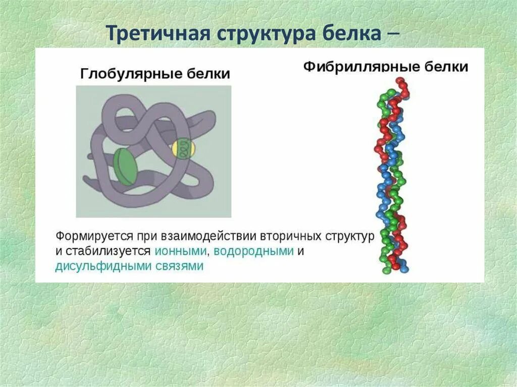 Структура белка представленная глобулой. Третичная структура белка дисульфидные связи. Третичная структура белка биополимер. Третичная структура белка глобулярные и фибриллярные. Биополимеры белки строение.