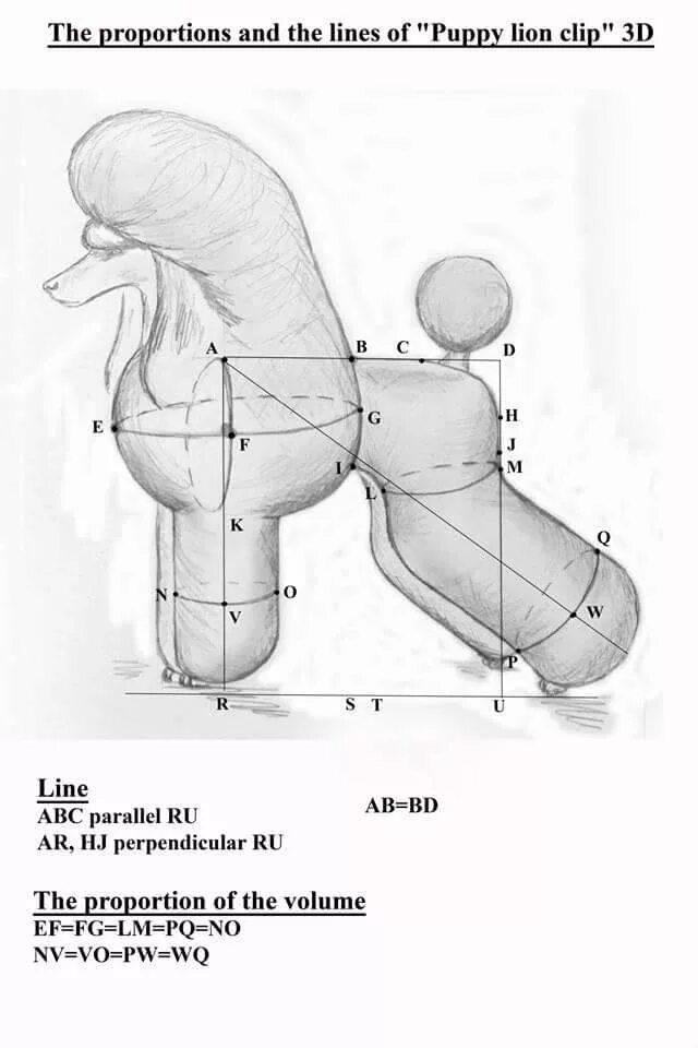 Схема пуделя. Схема стрижки пуделя Скандинавский Лев. Стрижка пуделя Лев схема. Схема стрижки пуделя Континенталь. Схема стрижки пуделя Модерн.