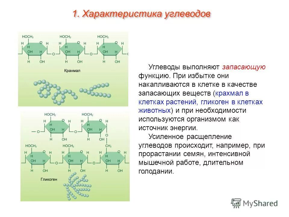Крахмал выполняет структурную функцию