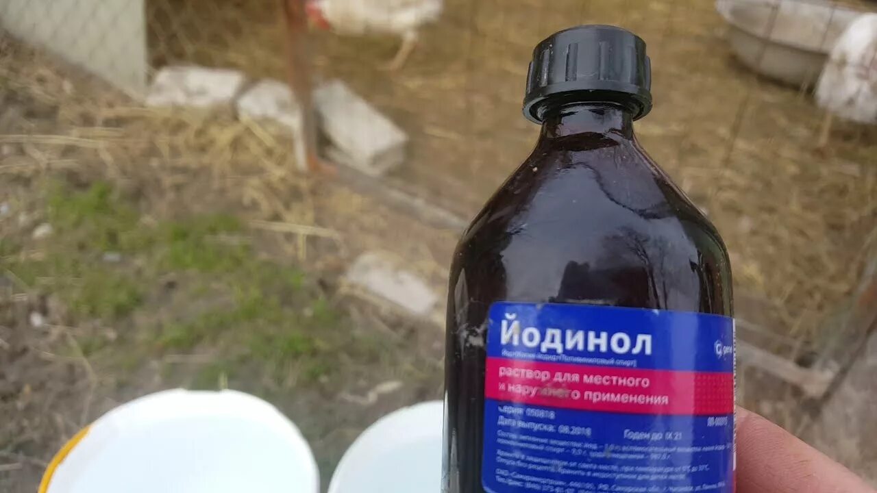 Йодинол для кур несушек