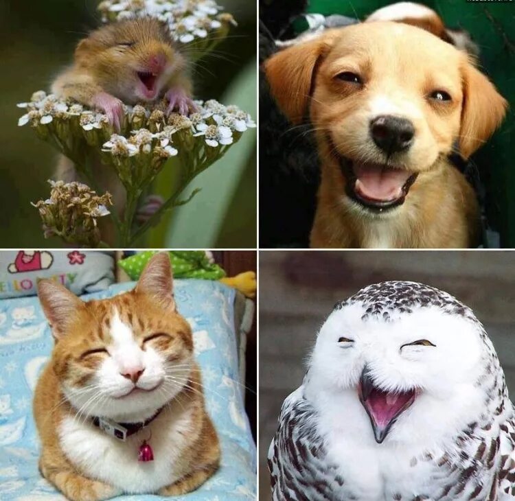 Улыбающиеся животные. Позитивные животные. Хорошего дня с животными. Веселые картинки для настроения.