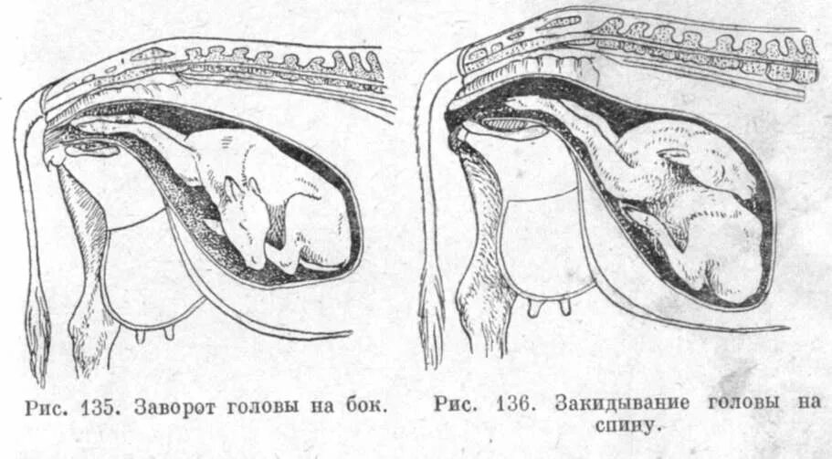 Членорасположения плода у КРС. Расположение плода у КРС.