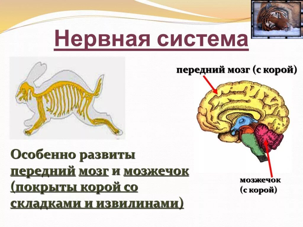 Нервная система млекопитающих 8 класс. Нервная система млекопитающих 7. Нервная система млекопитающих головной мозг. Нервная система млекопитающих животных. Нерв система млекопитающих.