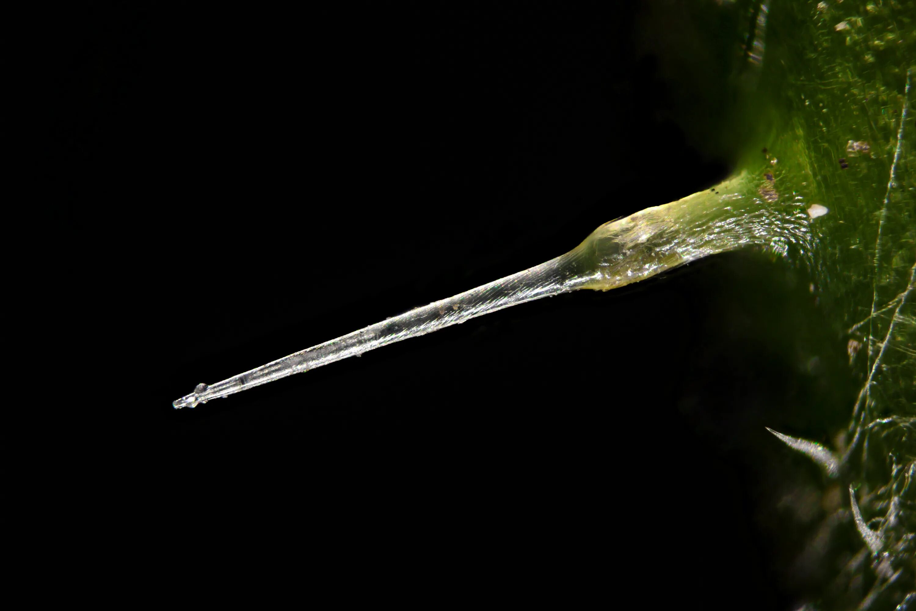Строение жгучего волоска крапивы. Трихомы крапивы под микроскопом. Иглы крапивы. Иглы крапивы под микроскопом. Лист крапивы под микроскопом.
